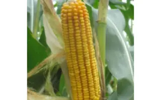 Axelle / Акселль