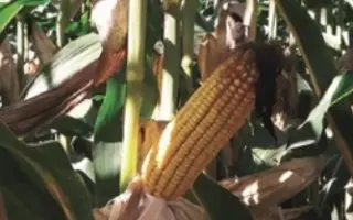 Amanita / Аманіта