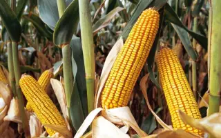 Anjou 400 / Анжу 400