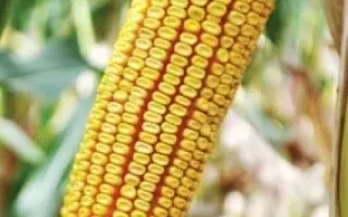 Anjou 450 / Анжу 450