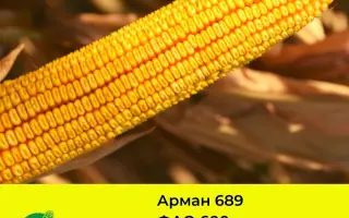 Armany / Армані