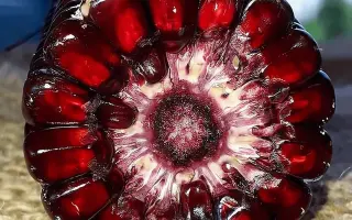 ARRAKIS / АРРАКІС