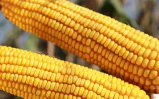 AS 13250 / АС 13250