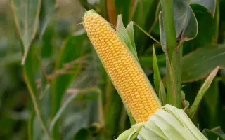 AS 14210 / АС 14210