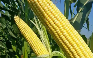 AS 14273 / АС 14273