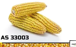 AS 33003 / АС 33003