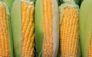 AS 33007 / АС 33007