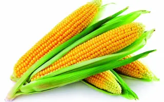 AS 33009 / АС 33009