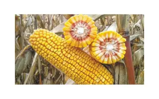 AS 33035 / АС 33035