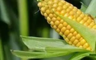 AS 35001 / АС 35001