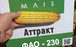 Attract / Аттракт