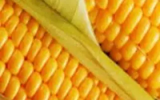 Bali CS / Балі КС