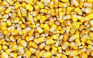 BALISTO / БАЛІСТО