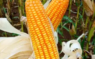 Барвінок МВ