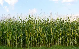 Bigstar / Бігстар