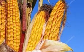 Бистриця 400 МВ