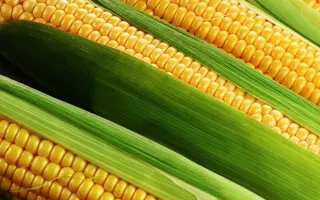 Білозірський 295 СВ