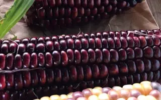 Borgi CS / Боргі КС