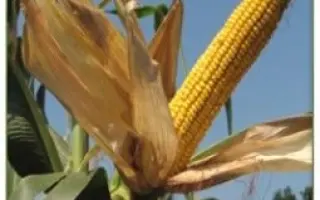 Борисфен 191 МВ