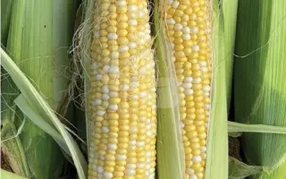 Борисфен 433 МВ