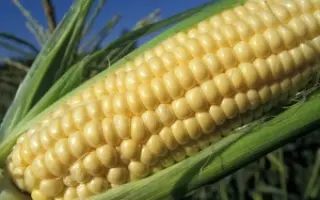 Борисфен 490 АМВ