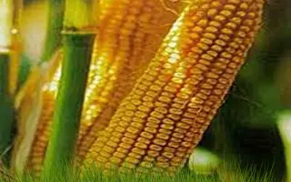 Bressi CS / Брессі КС