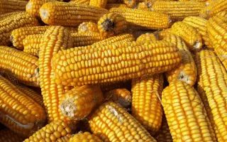 Brixxo / Брікксо