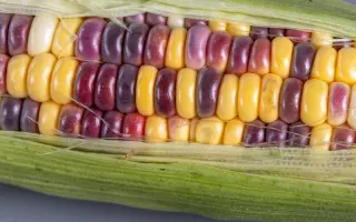 Wikana / Вікана