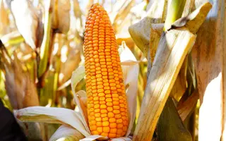 Galexx / Галекс