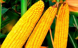 Гіаліт 391 МВ