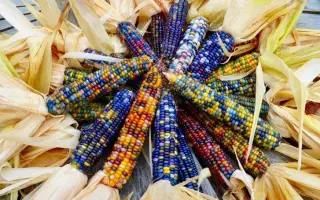 GUIMAUVE / ГІМОВ