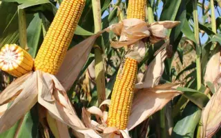 Glorifi CS / Глоріфі КС