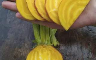 GOLDENEYE / ГОЛДЕНАЙ