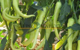 Gomera / Гомера