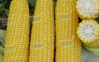 DA Siboney / ДА Сібоні