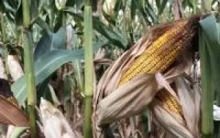 Devolvi CS / Деволві КС