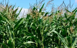 Delphine / Дельфін