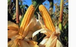 DKC 3871 / ДКС 3871