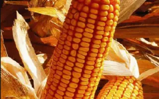 DKC 5170 / ДКС 5170