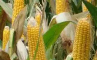 DKC 5783 / ДКС 5783