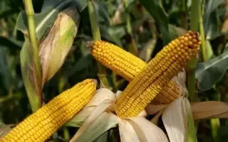 DKC4406 / ДКС4406