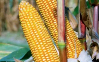 Дніпровський 303 МВ