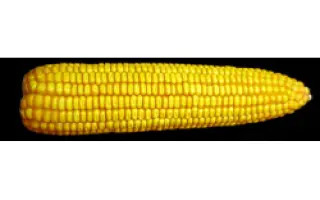 Днепровский 310 МВ / Дніпровський 310 МВ