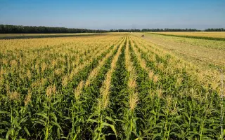 DS0493B / ДС0493Б