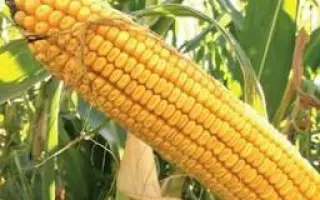 DS1071C / ДС1071С