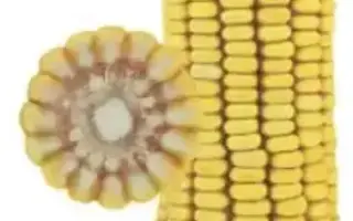 Энзо (Р 220) / Ензо