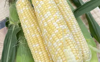 ES Benita / ЕС Беніта