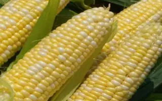 ES Beatle / ЕС Бітл