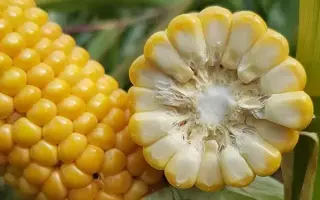 ES BODIGARD / ЕС БОДІГАРД