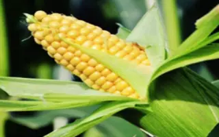 ES BRILLANT / ЕС БРІЛЛІАНТ